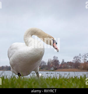 Mute Swan (Cygnus olor), homme sur une banque à côté d'un lac, low angle, England, UK. Banque D'Images