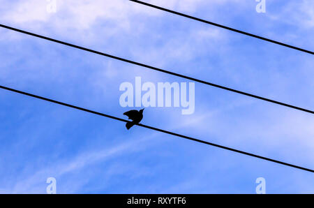 Bird repose sur le fil électrique au Japon Banque D'Images