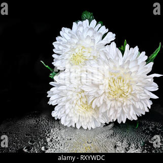 Trois belles fleurs chrysanthème Rosée blanche sur fond noir avec des gouttes d'eau et de réflexion. Concept de la pureté, l'harmonie et la fraîcheur d'helt Banque D'Images