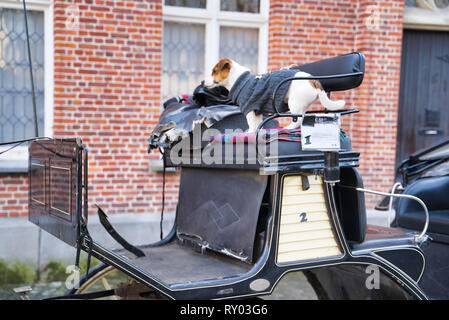 BRUGES, BELGIQUE - 17 février 2019 : transport de chevaux avec un chien sur le siège Banque D'Images