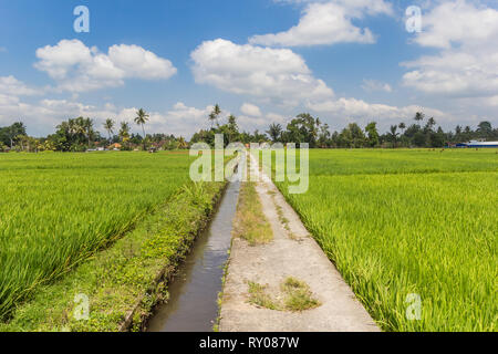 Chemin de bicyclette à travers les rizières d'Ubud à Bali, Indonésie Banque D'Images