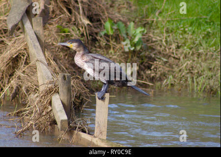 Cormoran sur un poste dans une rivière. Cuckmere, East Sussex, UK. Banque D'Images