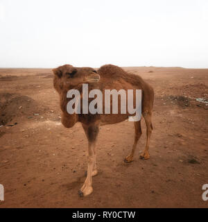 Dasht-e Lut désert dans l'Est de l'Iran en janvier 2019 prises en hdr Banque D'Images