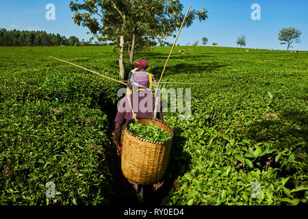 Kenya, comté de Kericho, Kericho, feuilles de thé Préparation du thé picker Banque D'Images