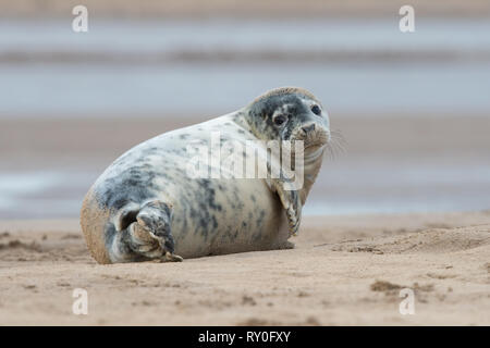 Bébé Phoque gris de l'Atlantique (Halichoerus grypus) Banque D'Images