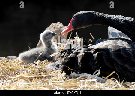 11/03/2016 les cygnes noirs célèbres de Dawlish avec leurs cygnes Banque D'Images