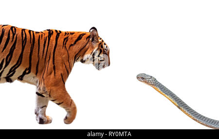 Libre de tigre du Bengale et King Cobra se préparent à s'attaquer mutuellement isolé sur fond blanc avec Clipping Path Banque D'Images