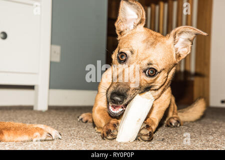 Young brown dog eating os dans la chambre - faim - chien de sauvetage d'un abri pour animaux Banque D'Images