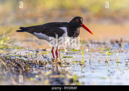 L'Huîtrier pie (Haematopus ostralegus) marcher sur les bords de la rivière alors que la recherche de nourriture. Égoutter sur bec. Banque D'Images