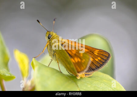 Grand skipper (Ochlodes sylvanus) est un papillon de la famille des Hesperiidae. Feuille se reposant sur les insectes. Banque D'Images