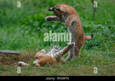 Eurasischer, Luchs (Lynx lynx) Banque D'Images