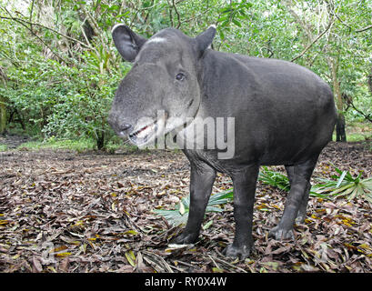 Tapir Tapirus bairdii Baird Banque D'Images