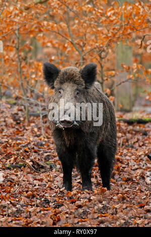 , Wildschwein (Sus scrofa), Deutschland Banque D'Images