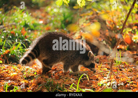 Waschbaer, (Procyon lotor) Banque D'Images