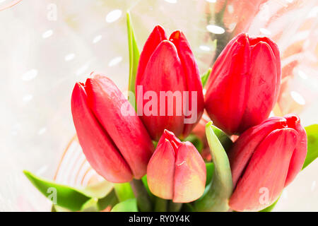 Bouquet de tulipes rouge avec feuille vert sur fond clair Banque D'Images