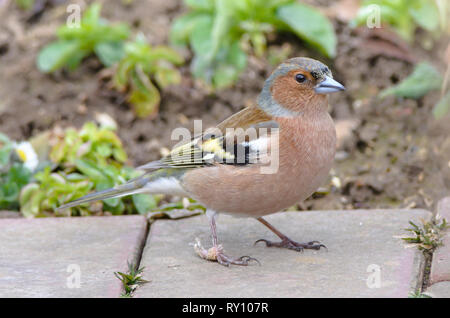 Chaffinch commun Masculin, Basse-Saxe, Allemagne, (Fringilla coelebs) Banque D'Images
