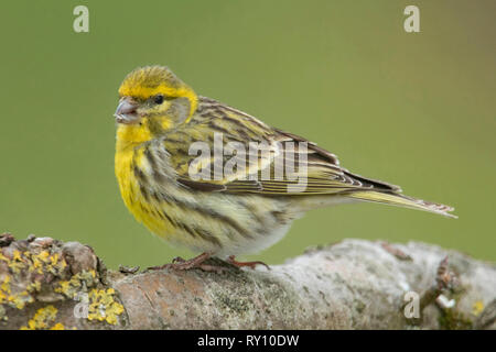 European serin, homme, (Serinus serinus) Banque D'Images