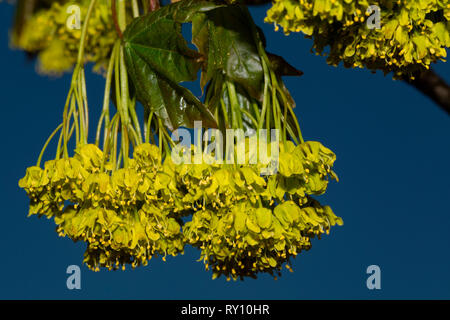 Tilleul à larges feuilles (Tilia platyphyllos), Banque D'Images