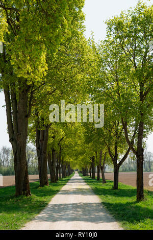 Les tilleuls, Neuburg an der Donau, Bavière, Allemagne, (Tilia platyphyllos) Banque D'Images