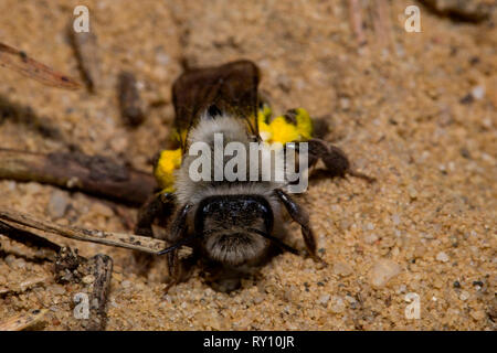 L'exploitation minière à dos gris-bee, (Andrena vaga) Banque D'Images