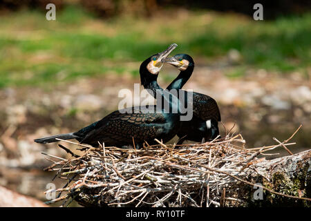 Grand Cormoran (Phalacrocorax carbo), Banque D'Images