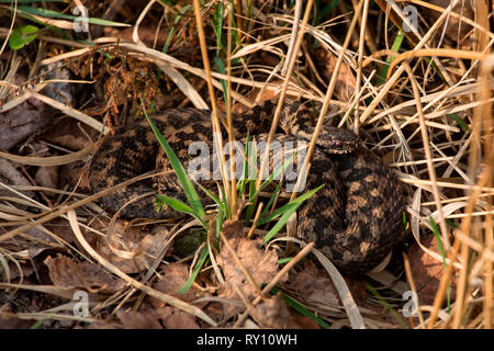 L'additionneur européen commun, (Vipera berus) Banque D'Images