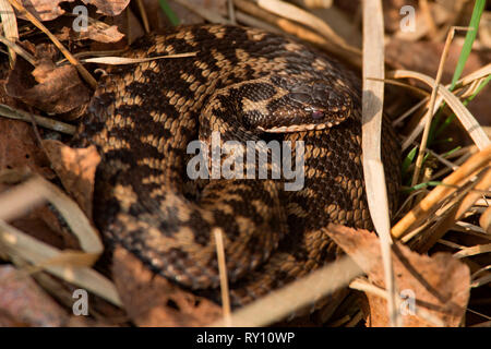 L'additionneur européen commun, (Vipera berus) Banque D'Images