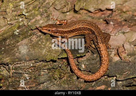 Lézard commun, (Lacerta vivipara) Banque D'Images