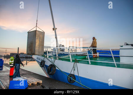 La ville de Cork, Cork, Irlande. 11 mars, 2019. L'équipage du chalutier Rose de Sharon décharger leurs prises de crevettes qui sont liés à l'exportation à Horgan's Quay, Cork, Irlande. Crédit : David Creedon/Alamy Live News Banque D'Images