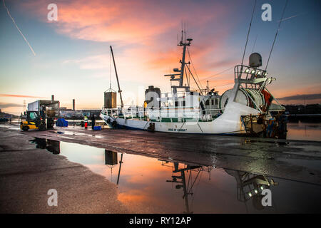 La ville de Cork, Cork, Irlande. 11 mars, 2019. L'équipage du chalutier Rose de Sharon décharger leurs prises de crevettes qui sont liés à l'exportation à Horgan's Quay, Cork, Irlande. Crédit : David Creedon/Alamy Live News Banque D'Images