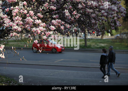 Rome, Italie. Mar 10, 2019. Les gens à pied d'un magnolia à Milan, Italie, le 10 mars 2019. Credit : Cheng Tingting/Xinhua/Alamy Live News Banque D'Images
