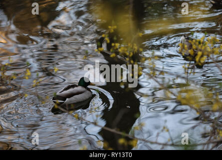 Rome, Italie. Mar 10, 2019. Canards dans la piscine au parc Indro Montanelli à Milan, Italie, le 10 mars 2019. Credit : Cheng Tingting/Xinhua/Alamy Live News Banque D'Images