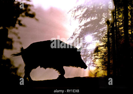 L'Angleterre, Gloucestershire, forêt de Dean. Sanglier européen (Sus scrofa) sow crossing le dégagement en bois. Banque D'Images