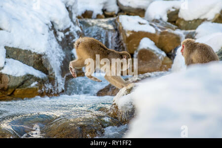 Macaque japonais de saut. Le macaque japonais, nom scientifique : Macaca fuscata, également connu sous le nom de snow monkey. L'habitat naturel, saison d'hiver. Banque D'Images