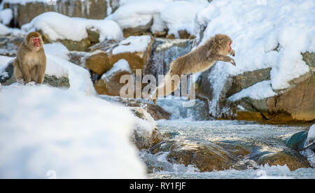 Macaque japonais de saut. Le macaque japonais, nom scientifique : Macaca fuscata, également connu sous le nom de snow monkey. L'habitat naturel, saison d'hiver. Banque D'Images