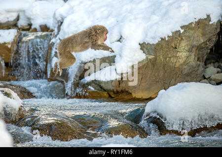 Macaque japonais de saut. Le macaque japonais, nom scientifique : Macaca fuscata, également connu sous le nom de snow monkey. L'habitat naturel, saison d'hiver. Banque D'Images