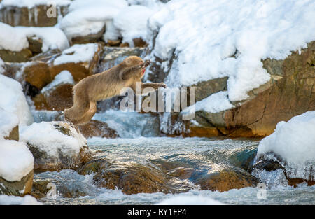 Macaque japonais de saut. Le macaque japonais, nom scientifique : Macaca fuscata, également connu sous le nom de snow monkey. L'habitat naturel, saison d'hiver. Banque D'Images