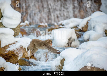 Macaque japonais de saut. Le macaque japonais, nom scientifique : Macaca fuscata, également connu sous le nom de snow monkey. L'habitat naturel, saison d'hiver. Banque D'Images