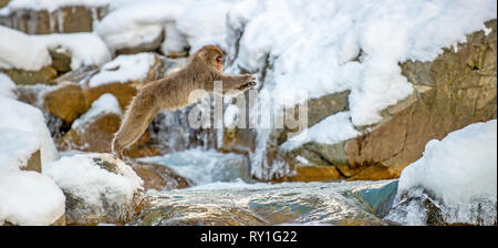 Macaque japonais de saut. Le macaque japonais, nom scientifique : Macaca fuscata, également connu sous le nom de snow monkey. L'habitat naturel, saison d'hiver. Banque D'Images