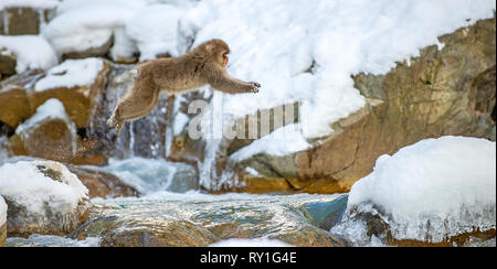 Macaque japonais de saut. Le macaque japonais, nom scientifique : Macaca fuscata, également connu sous le nom de snow monkey. L'habitat naturel, saison d'hiver. Banque D'Images