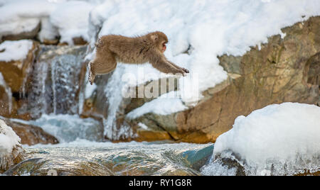 Macaque japonais de saut. Le macaque japonais, nom scientifique : Macaca fuscata, également connu sous le nom de snow monkey. L'habitat naturel, saison d'hiver. Banque D'Images