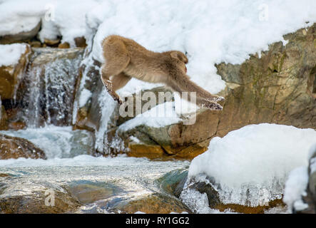 Macaque japonais de saut. Le macaque japonais, nom scientifique : Macaca fuscata, également connu sous le nom de snow monkey. L'habitat naturel, saison d'hiver. Banque D'Images