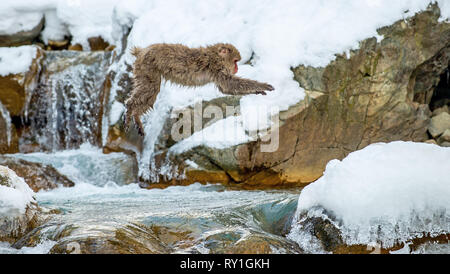 Macaque japonais de saut. Le macaque japonais, nom scientifique : Macaca fuscata, également connu sous le nom de snow monkey. L'habitat naturel, saison d'hiver. Banque D'Images