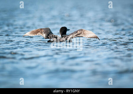 Huard s'étend ses ailes à la surface d'un lac. Banque D'Images