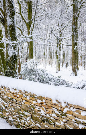 Bois de hêtre couvertes de neige près de la ville de Cotswold Wotton under Edge, Gloucestershire UK Banque D'Images