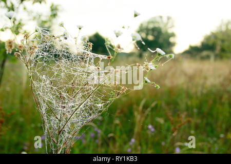 Plante est enveloppé dans web humide à l'aube. Rosée sur toile d'araignée. Fleurs d'été dans le web. Chambre d'araignée vivant dans le champ d'été parmi les graminées. Les gouttelettes d'eau sur s/n Banque D'Images