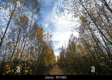 Belles feuilles d'automne les arbres avec fine art look. doux paysage d'automne colorés. fond thème de saison. Automne Automne ton dans la lumière diffusée. Banque D'Images