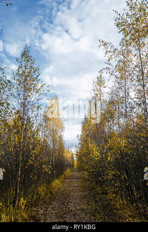 Belles feuilles d'automne les arbres avec fine art look. doux paysage d'automne colorés. fond thème de saison. Automne Automne ton dans la lumière diffusée. Banque D'Images