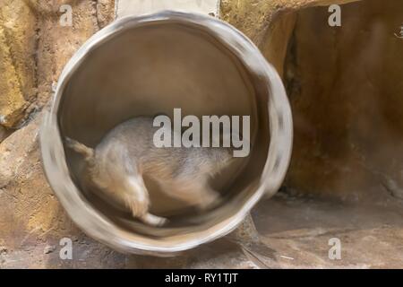 Un chien de prairie, tourne en rond dans la roue sans fin Banque D'Images