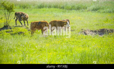 6 grosses vaches dans une partie du grand champ avec des hautes herbes et ces vaches sont à la recherche de nourriture Banque D'Images